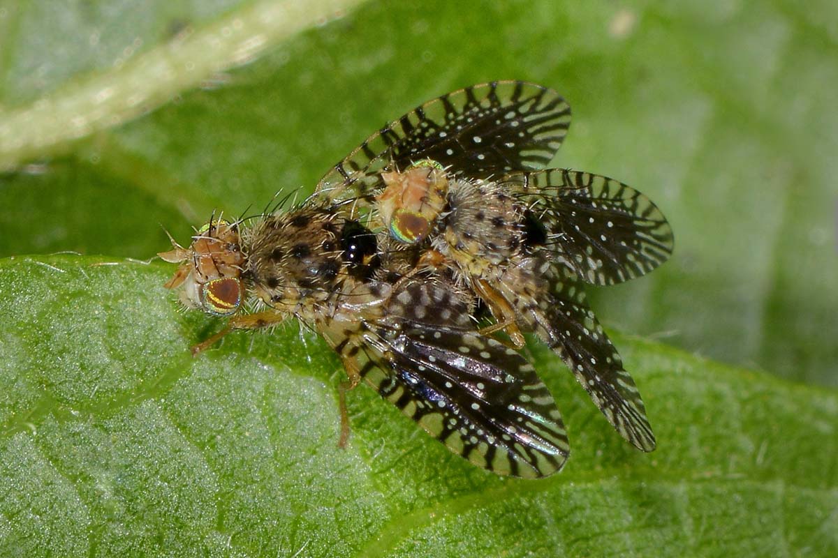 Tephritidae?  S, Noeeta cfr. pupillata